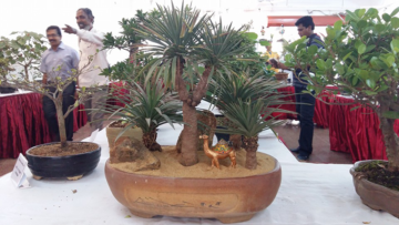 Chennai bonsai